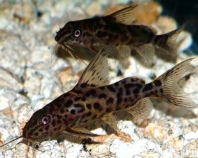 金苔鼠會攻擊孔雀魚嗎