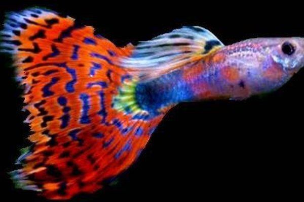 金苔鼠會攻擊孔雀魚嗎