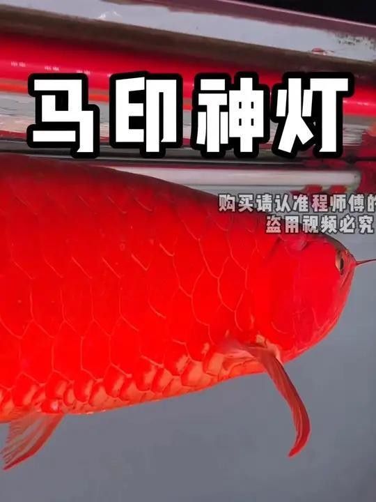 馬印神燈固色效果如何？