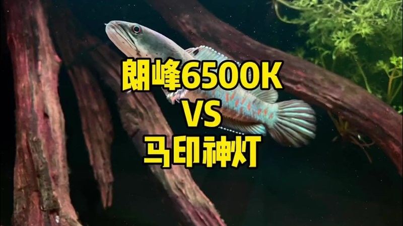 馬印神燈固色效果如何？