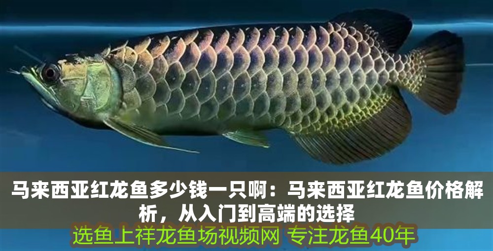 馬來西亞紅龍魚多少錢一只啊：馬來西亞紅龍魚價格解析，從入門到高端的選擇