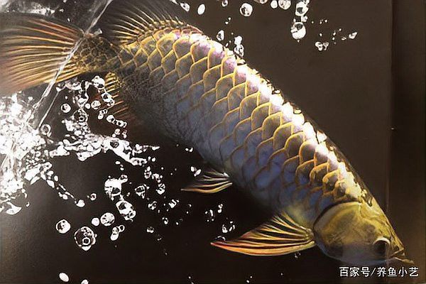 金龍魚搖頭啥原因