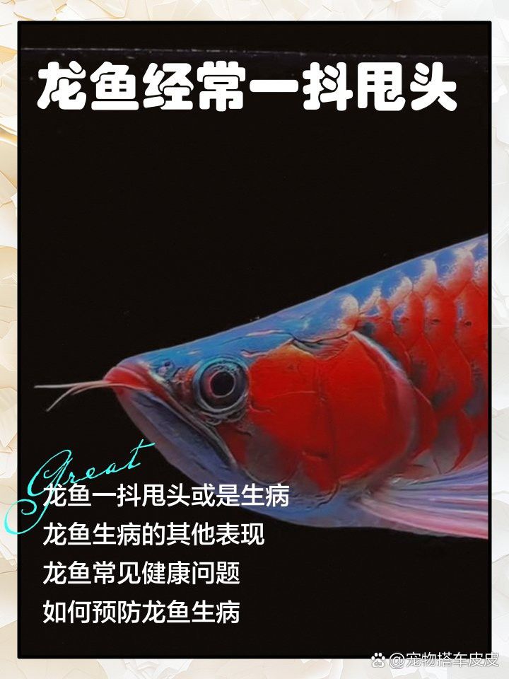 金龍魚搖頭啥原因
