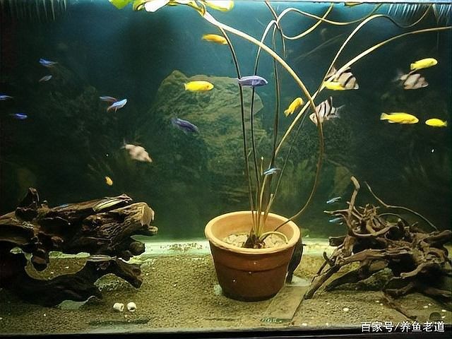 隔離期間如何保持水質穩定？