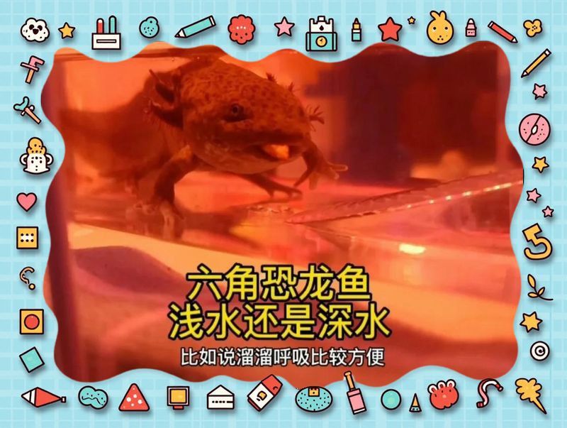 六角龍魚深水養(yǎng)還是淺水養(yǎng)