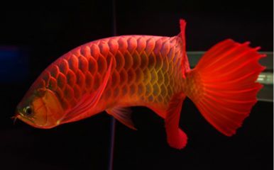 紅龍魚和虎魚混養(yǎng)用什么背景圖最好：對于紅龍魚和虎魚混養(yǎng)的背景圖選擇 紅龍魚和虎魚混養(yǎng)用什么背景圖最好：對于紅龍魚和虎魚混養(yǎng)的背景圖選擇 龍魚百科 第3張