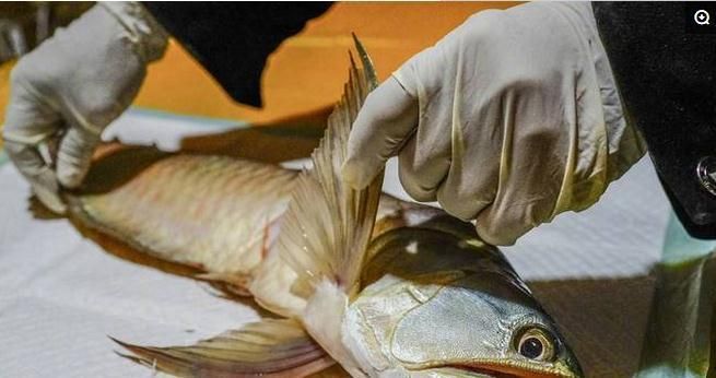 金龍魚吃金魚嗎：金龍魚可以吃嗎金龍魚可以吃嗎金龍魚可以吃嗎
