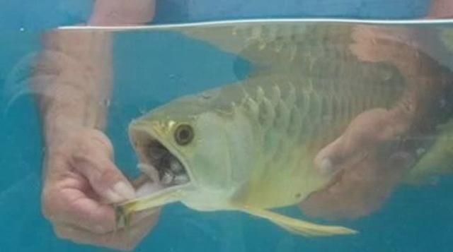 金龍魚吃金魚嗎：金龍魚可以吃嗎金龍魚可以吃嗎金龍魚可以吃嗎