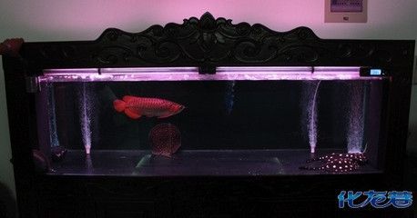 金龍魚的燈放在什么位置好看：金龍魚的燈光擺放位置需要考慮到如何促進(jìn)金龍魚的發(fā)色