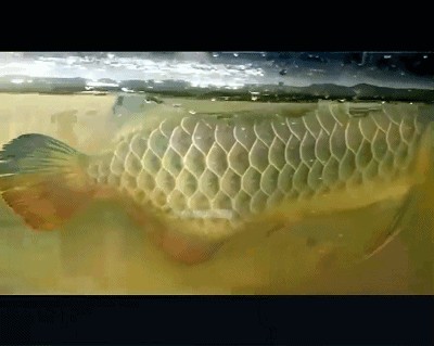 龍魚可以養幾條好:龍魚的飼養數量主要取決于以下幾個因素 龍魚百科 第1張 龍魚可以養幾條好:龍魚的飼養數量主要取決于以下幾個因素 龍魚可以養幾條好:龍魚的飼養數量主要取決于以下幾個因素 龍魚百科 第1張