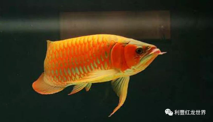 紅龍魚的種類如何區分公母（紅龍魚怎么區分公母）