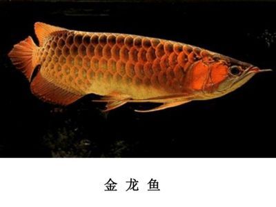 金龍魚的最小規(guī)格是澳洲星點(diǎn)龍，最小的龍魚是哪種：最小的金魚品種是哪種？ 金龍魚的最小規(guī)格是澳洲星點(diǎn)龍，最小的龍魚是哪種：最小的金魚品種是哪種？ 龍魚百科 第3張