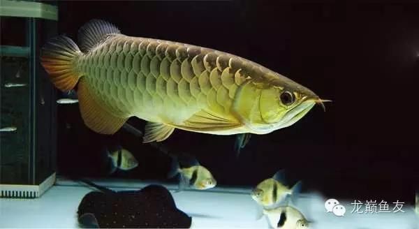龍魚繁殖期水質管理技巧:有效的龍魚繁殖期水質管理技巧 龍魚百科 第4張 龍魚繁殖期水質管理技巧:有效的龍魚繁殖期水質管理技巧 龍魚繁殖期水質管理技巧:有效的龍魚繁殖期水質管理技巧 龍魚百科 第4張
