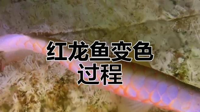 紅龍魚品牌推薦一下圖片及價(jià)格介紹大全