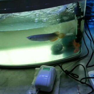 紅龍魚飼養對燈光的要求比較特殊，合適的燈光可以幫助紅龍魚發色：關于紅龍魚飼養中燈光選擇的詳細信息