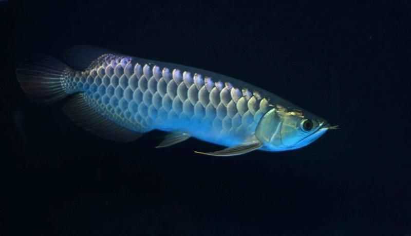 金背龍魚 龍魚百科 第6張 金背龍魚 金背龍魚 龍魚百科 第6張
