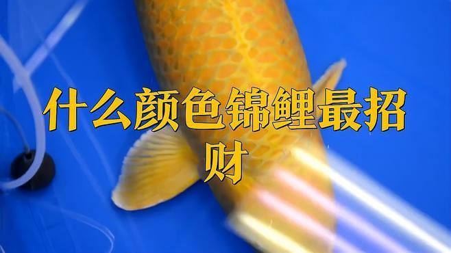 錦鯉適合養什么顏色