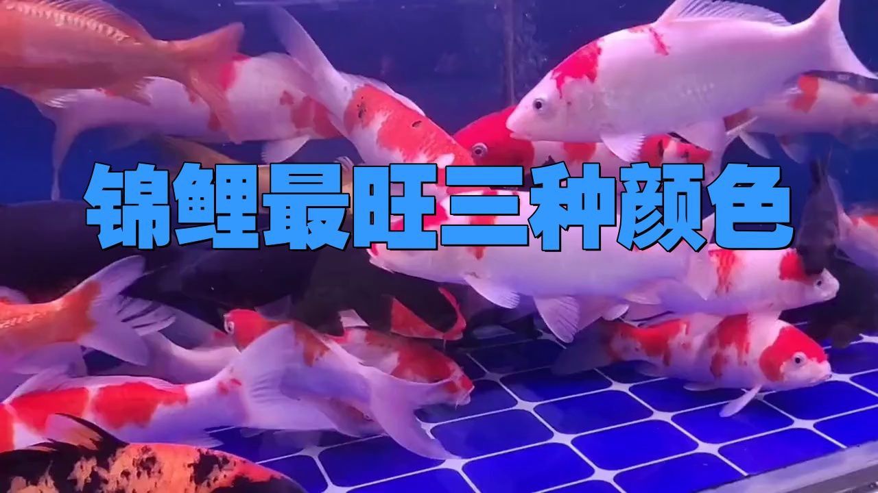 錦鯉適合養(yǎng)什么顏色