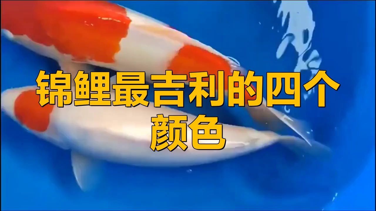 錦鯉適合養(yǎng)什么顏色