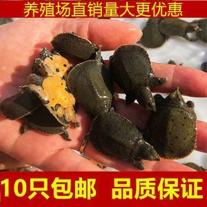 龍魚養殖場投資多少錢：龍魚養殖場投資成本