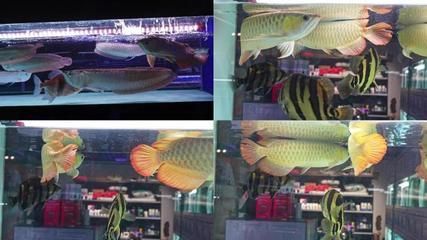 金龍魚銀龍魚多少錢一條（金龍魚和銀龍魚的價格因其大小、品種和稀有程度不同）