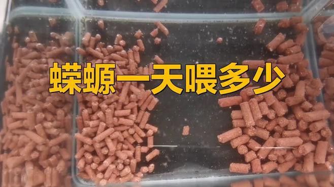 小火龍蠑螈成體后多久喂一次