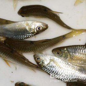 金龍魚的食物消毒方法