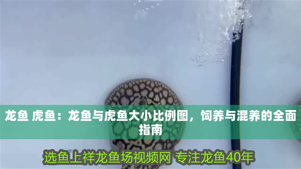龍魚 虎魚：龍魚與虎魚大小比例圖，飼養與混養的全面指南