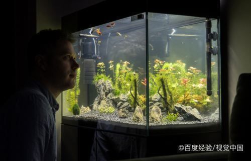 怎么能使魚缸的水變清，如何正確使用硝化細菌改善水質