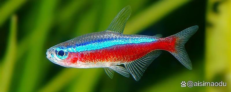 曼龍魚能與孔雀魚混養嗎 曼龍魚能與孔雀魚混養嗎 龍魚百科 第3張