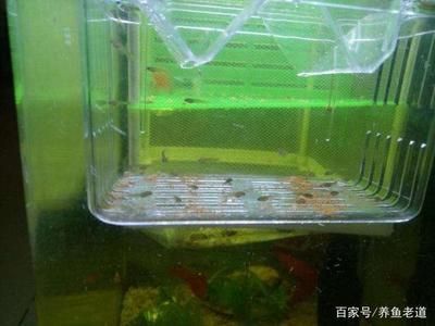 龍魚溫度最高可以承受多少度的溫度：龍魚能夠承受的最高溫度是32度，并推薦在此溫度下進行養殖