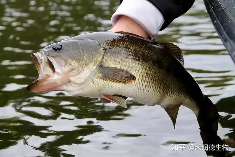 龍魚細菌感染多久會死亡？