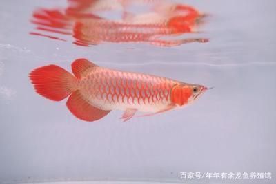 紅龍魚血統如何區(qū)分（紅龍魚的血統區(qū)分）