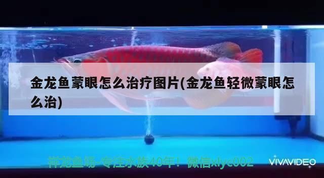 金龍魚為什么爬魚缸底：金龍魚爬魚缸底可能由多種因素引起龍魚蒙眼病怎么治療 金龍魚為什么爬魚缸底：金龍魚爬魚缸底可能由多種因素引起龍魚蒙眼病怎么治療 龍魚百科 第7張