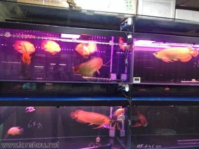 北京金龍魚市場營業時間是幾點：北京金龍魚市場營業時間