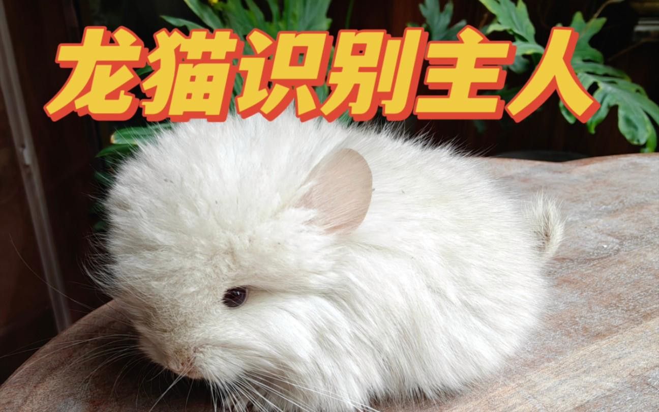 龍貓多久才會認(rèn)主人？ 龍貓多久才會認(rèn)主人？ 龍魚百科 第7張