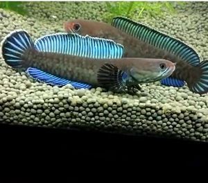 奶茶雷龍魚的繁殖周期大約在每年的六月份，繁殖頻率為每年四次：奶茶雷龍魚的繁殖周期大約在什么時候