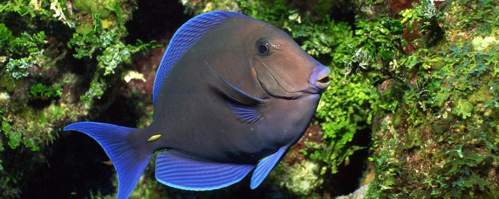 龍魚蒙眼和爛尾會自愈嗎？ 龍魚蒙眼和爛尾會自愈嗎？ 龍魚百科 第3張