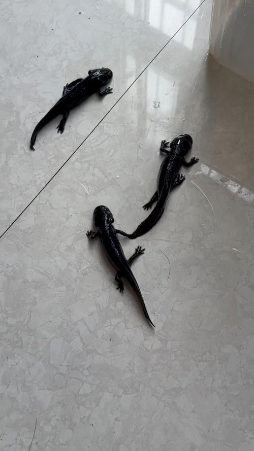 恐龍魚不吃食物會死嗎圖片