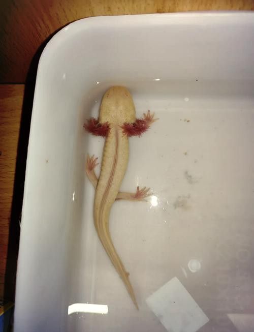 恐龍魚不吃食物會死嗎圖片