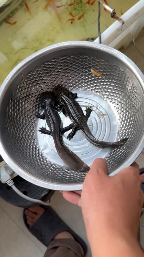 恐龍魚不吃食物會死嗎圖片