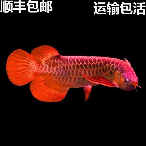 紅龍魚品種及圖片大全介紹