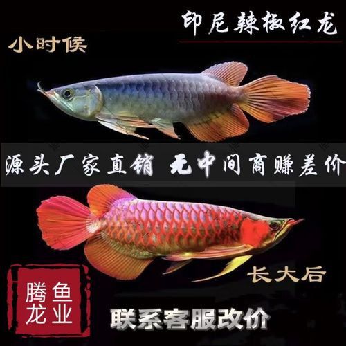 紅龍魚品種及圖片大全介紹