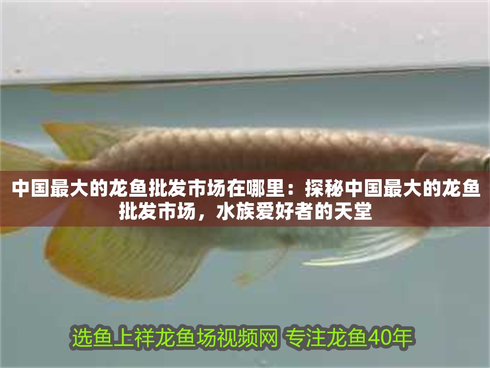 中國最大的龍魚批發(fā)市場在哪里：探秘中國最大的龍魚批發(fā)市場，水族愛好者的天堂