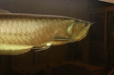 銀龍魚入缸一周不喂會死嗎（銀龍魚入缸一周不喂食會導致它們死亡嗎？）