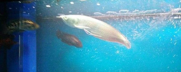 銀龍魚入缸一周不喂會死嗎（銀龍魚入缸一周不喂食會導致它們死亡嗎？）