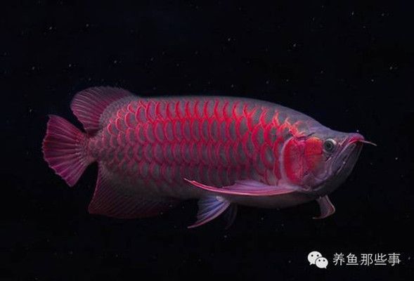 紅龍魚發(fā)色用什么燈光最好：紅龍魚發(fā)色用什么燈光最好紅龍魚發(fā)色最佳燈光選擇