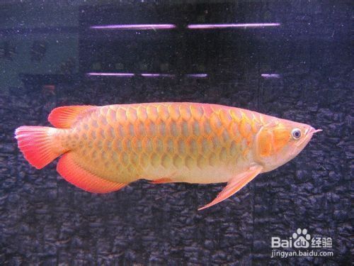 金龍魚的魚缸必須每天打掃嗎：金龍魚的魚缸日常保養 金龍魚的魚缸必須每天打掃嗎：金龍魚的魚缸日常保養 龍魚百科 第5張