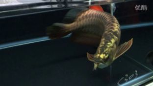 龍魚虎魚喂食方法：龍魚和虎魚的喂食方法對于它們的健康和成長至關重要