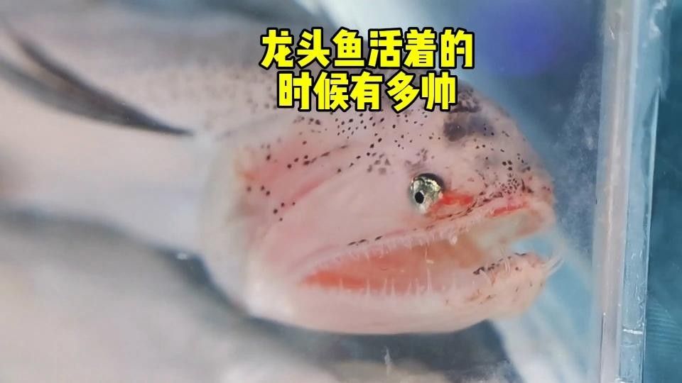 龍王魚的價格范圍是多少？ 龍王魚的價格范圍是多少？ 龍魚百科 第2張